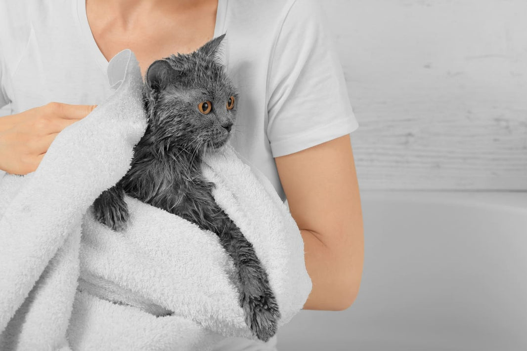 More Than Just Water: 3 Hidden Dangers of a Wet Cat & Real-World Warnings