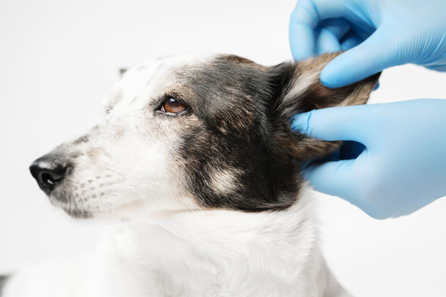 The Science Unlocked: How Dampness Throws a "Malassezia Party" on Your Pet (Citing Veterinary Dermatology Literature)