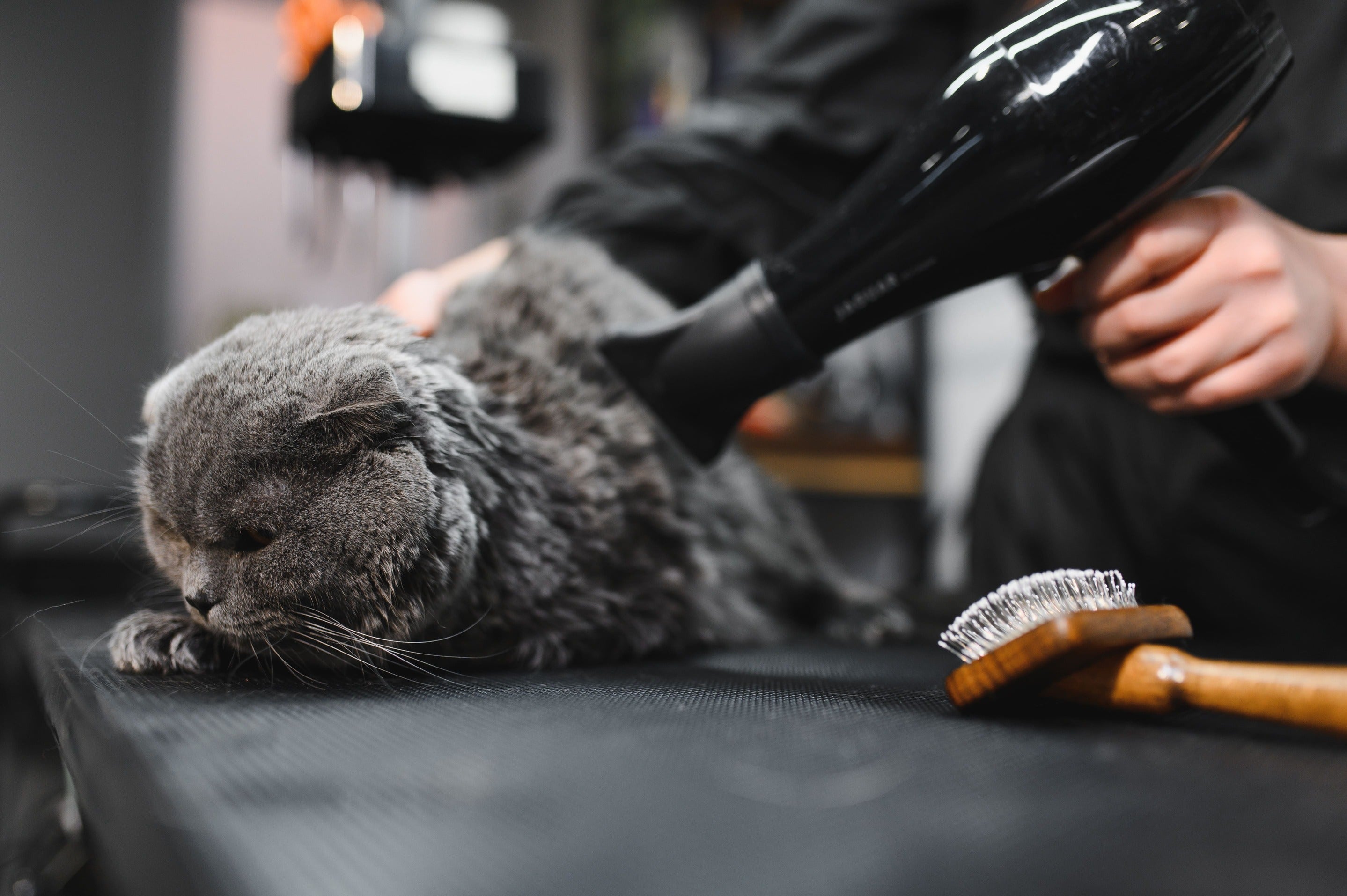 Noise vs. Performance: How to Choose a Quiet Pet Dryer for Sensitive Pets