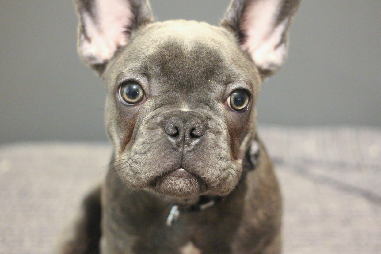 French Bulldogs, Pugs: Do Short-Haired Dogs Need to Be Blow-Dried Too? The Answer is Yes!