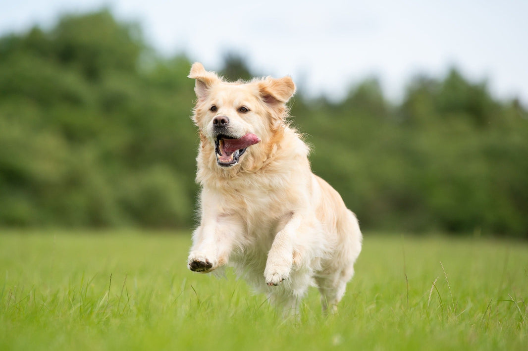 Can You Use Cornstarch to Dry a Pet's Coat?