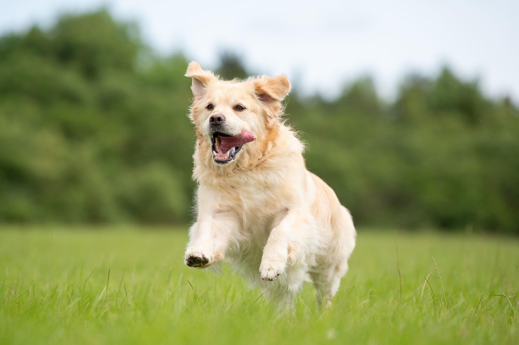 Can You Use Cornstarch to Dry a Pet's Coat?