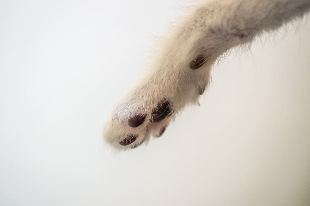 "Hot Spot" Alert: What Is Acute Moist Dermatitis, and How to Respond Urgently Within 24 Hours?