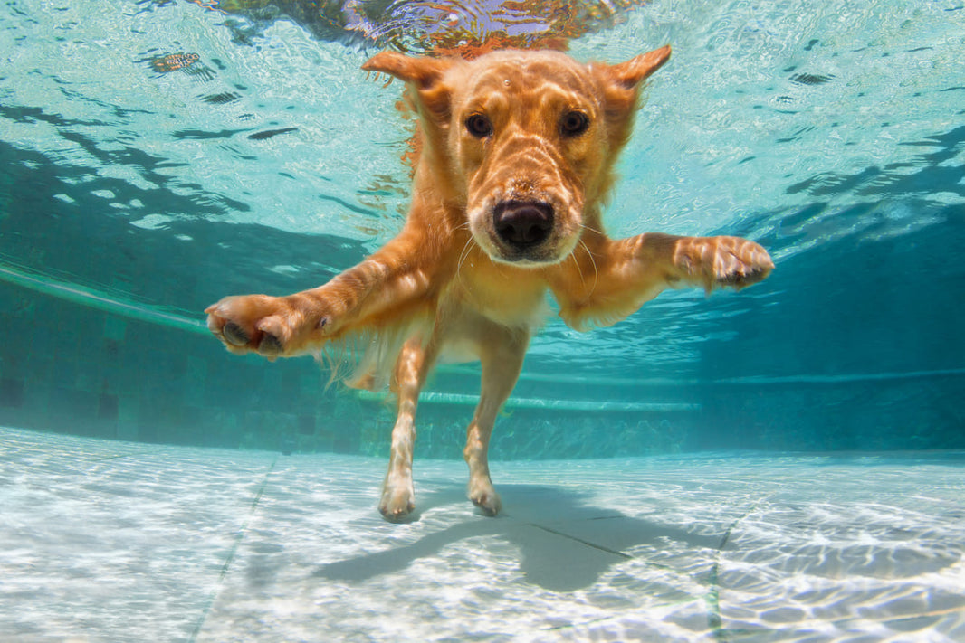 After a Trip to the Beach or Pool: How to Treat Saltwater and Chlorine Damage to Your Pet's Coat