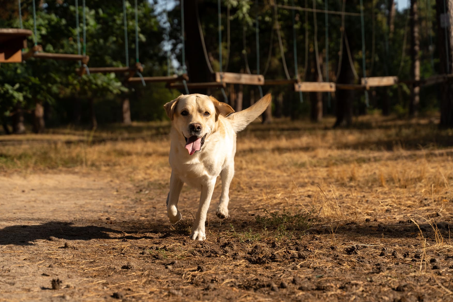 Decoding Your Dog's Body Language: The Deeper Meaning from a Wagging Tail to a Yawn