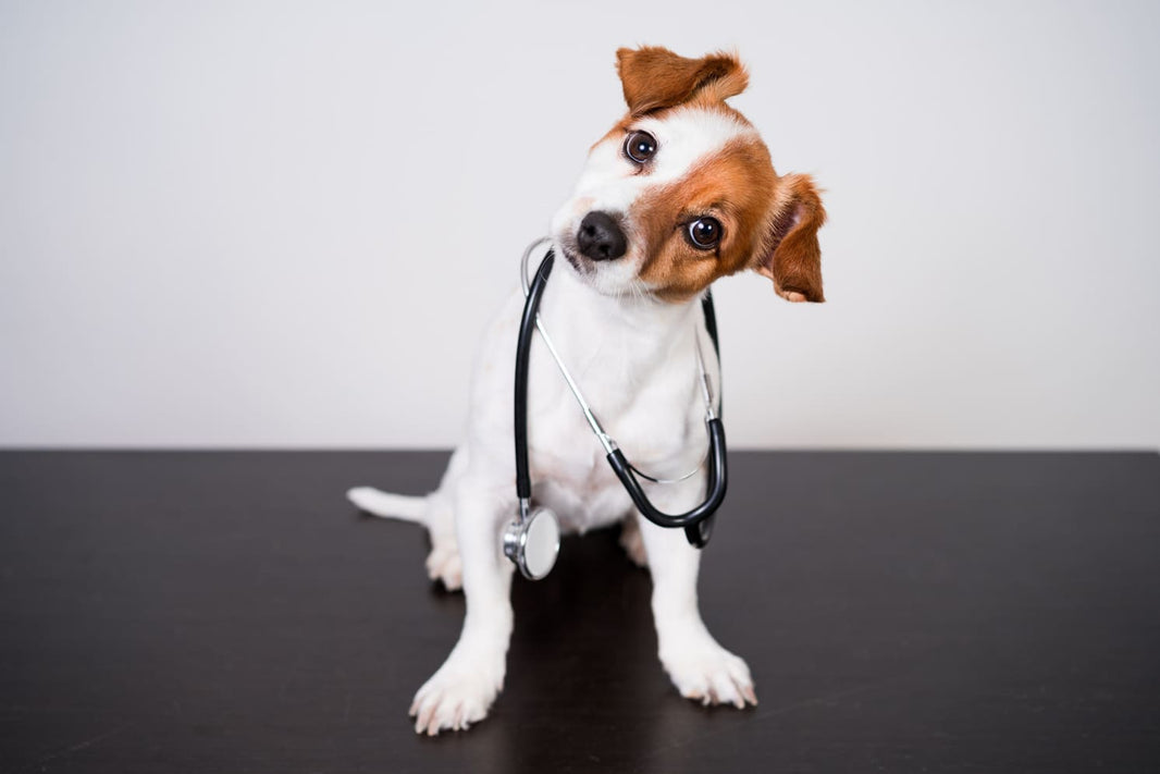 The Essential Home Pet First-Aid Kit Checklist, and Initial Steps for 10 Common Emergencies