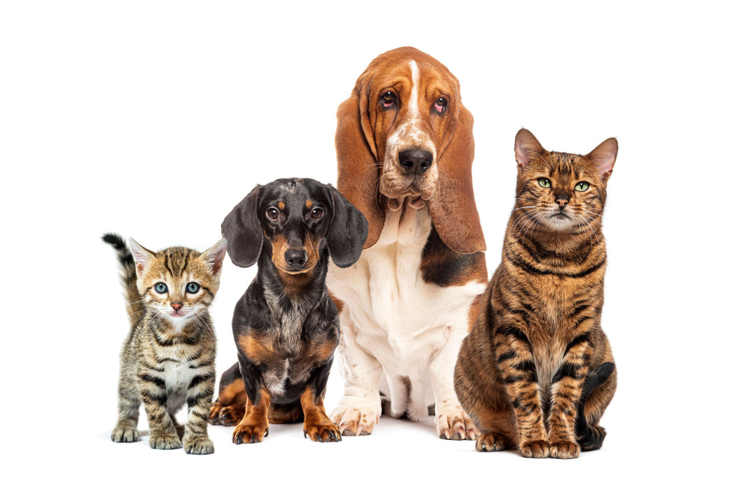 The "Second Pet" Has Arrived: How to Safely Introduce a New Cat or Dog to Your "Resident" Pet