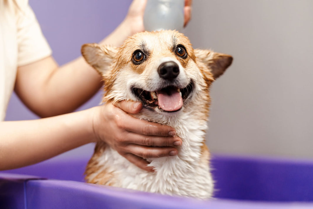 Why Do Vets Emphasize "Thoroughly Dry"? An Analysis of Three Skin Diseases Caused by Dampness: Dermatitis, Yeast, and Pyoderma