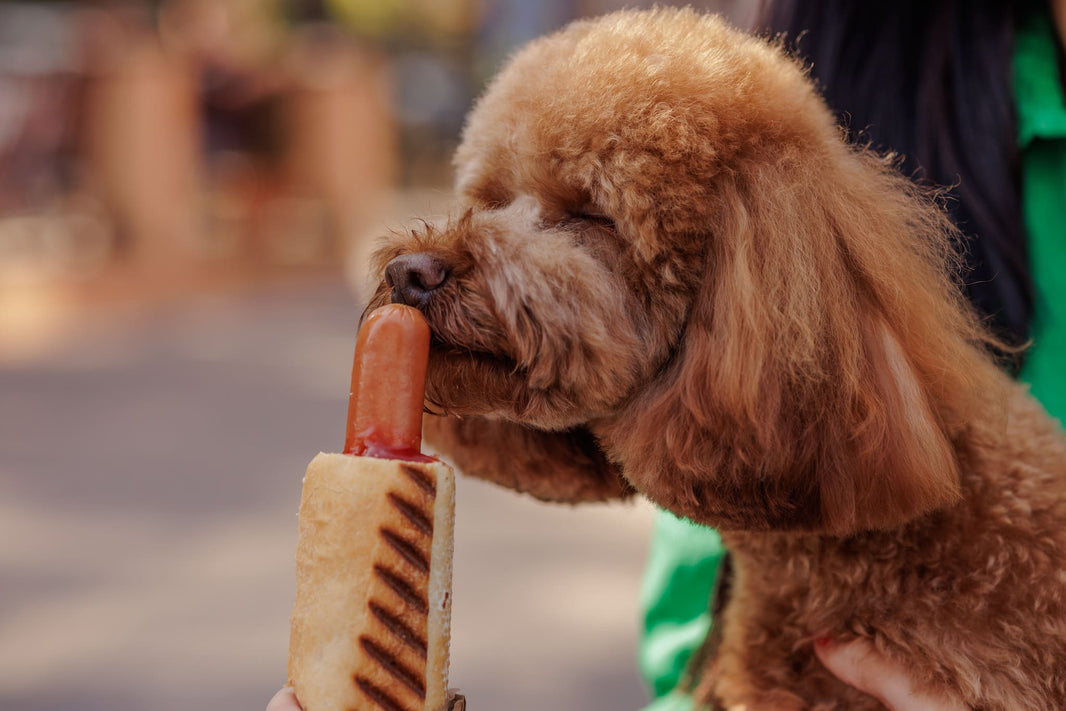 "Hidden Killers" in the Kitchen: A List of 15 Common Human Foods That Are Toxic to Dogs and Cats