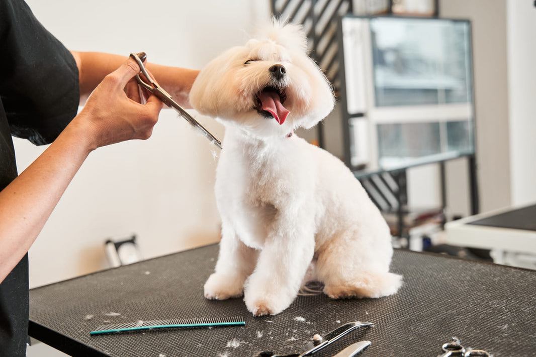 The Professional Groomer's Ironclad Rule: Why You Must Never Clip or Style a Damp Coat