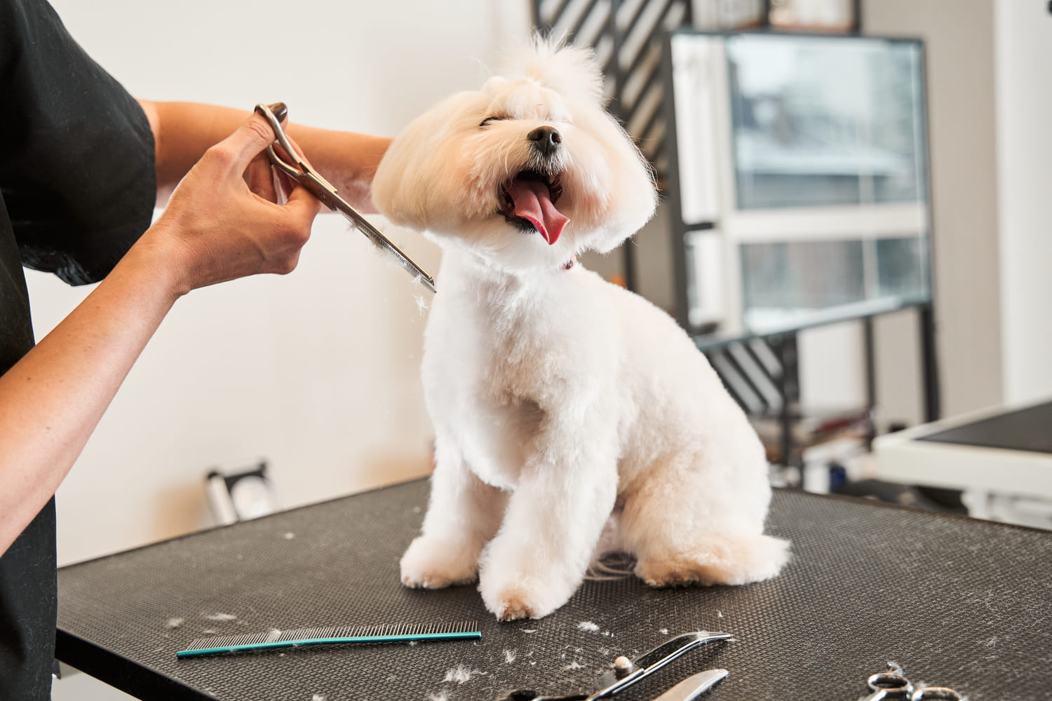 The Professional Groomer's Ironclad Rule: Why You Must Never Clip or Style a Damp Coat