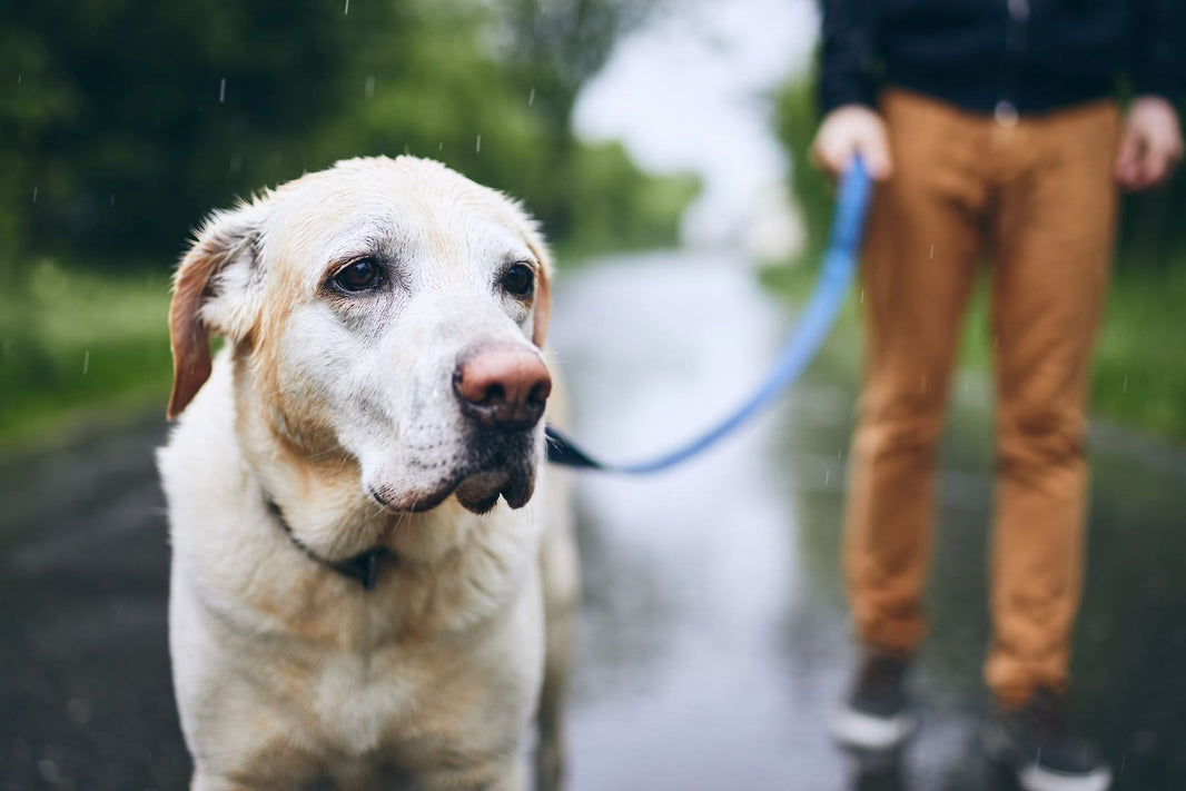 The Quick Cleaning and Drying Protocol for After a Rainy Day Dog Walk