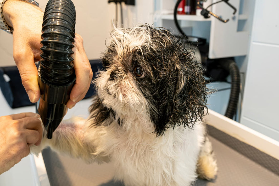 Saying Goodbye to the Traditional Force Dryer: Why the "Small but Mighty" Mini High-Velocity Dryer is the Future for Home Users