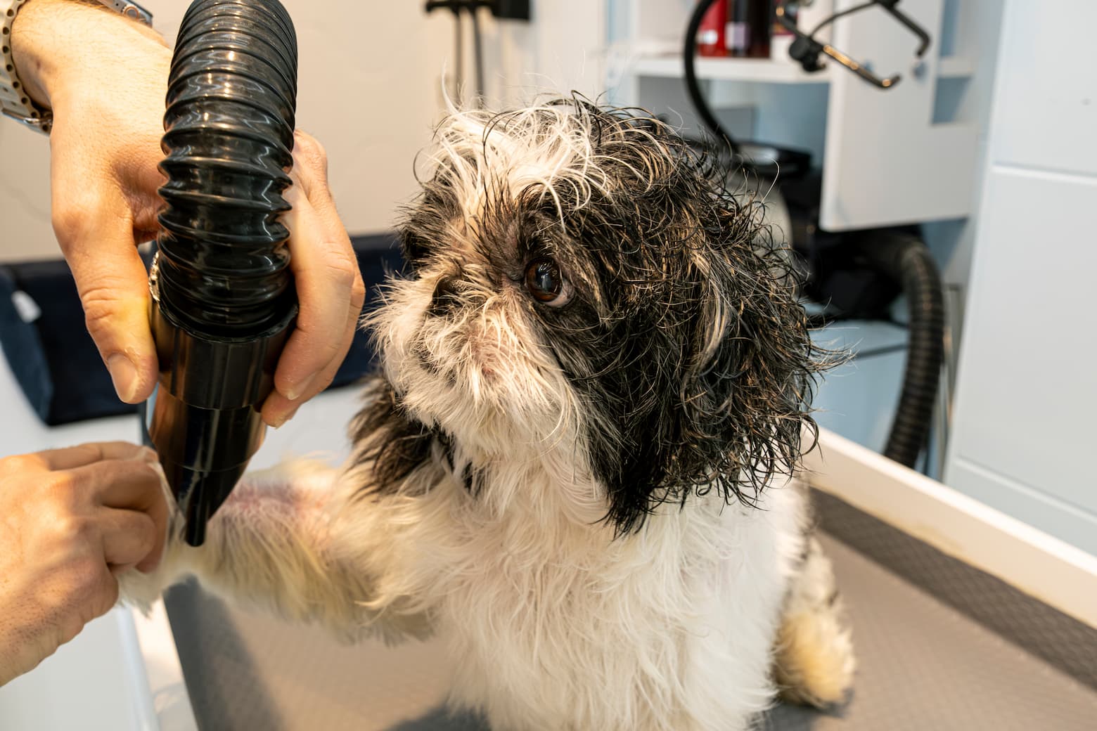 Saying Goodbye to the Traditional Force Dryer: Why the "Small but Mighty" Mini High-Velocity Dryer is the Future for Home Users