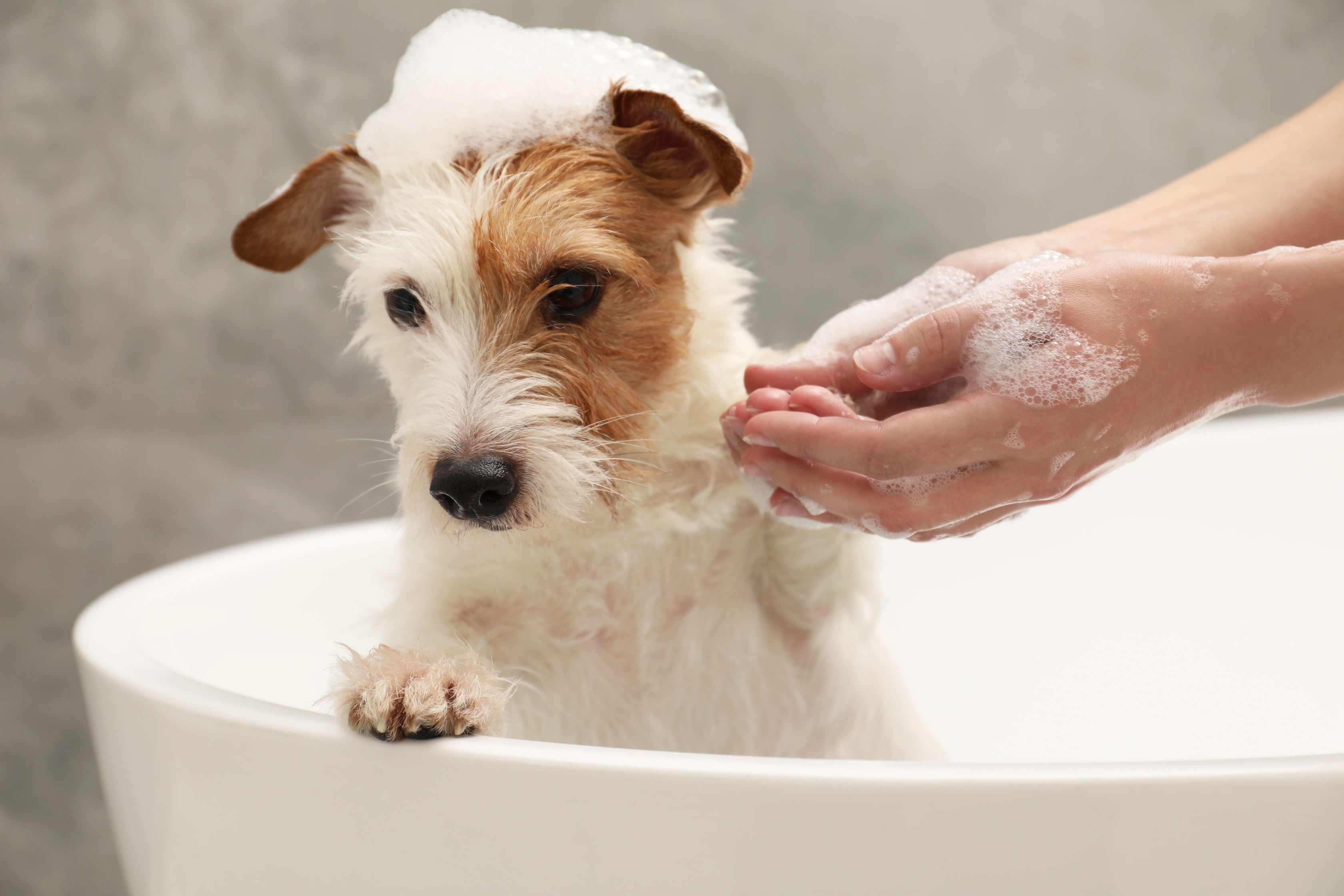 The 5 Most Common Grooming Mistakes Pet Owners Make (An In-Depth Analysis by Veterinary Dermatology Experts)