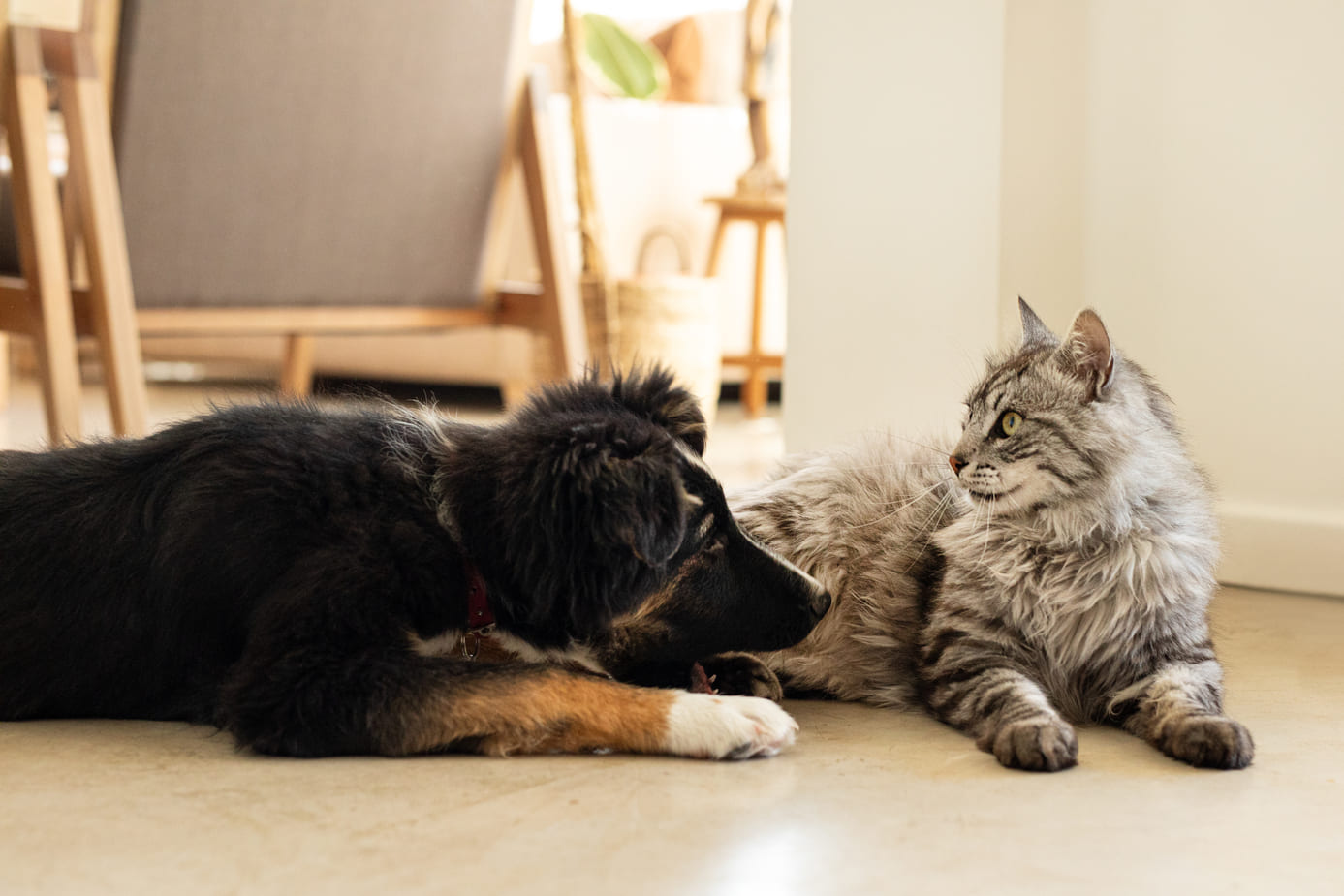 My Dog Has Flaky Skin and is Shedding Excessively. What Should I Do? (A Complete Guide from Nutrition to Grooming)