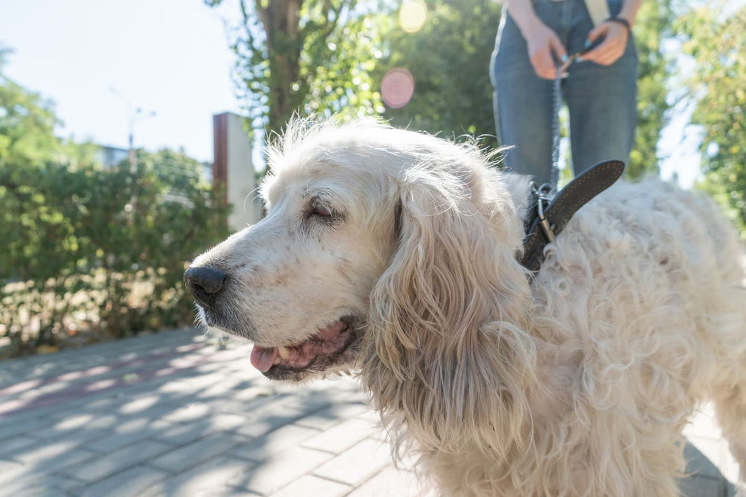 The Well-being of Senior Dogs in Their Golden Years: A Guide to Gentle, Effort-Saving, and Stress-Free Grooming