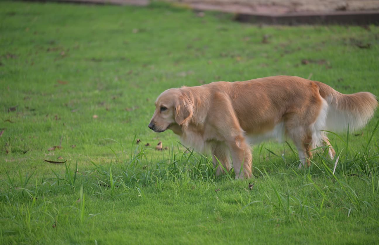 The End of the Grooming War: How I Stopped Fighting My Dog "Leo" and Found Peace
