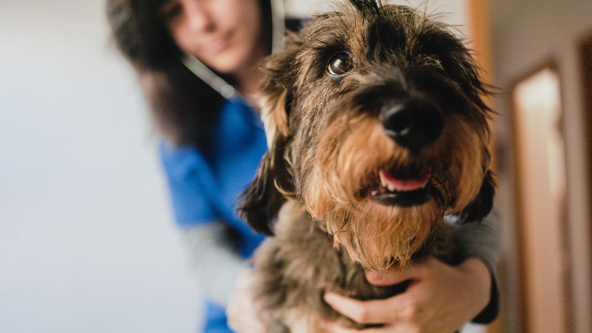 Literature Deep Dive: The Influence of Environmental Factors on Canine Atopic Dermatitis