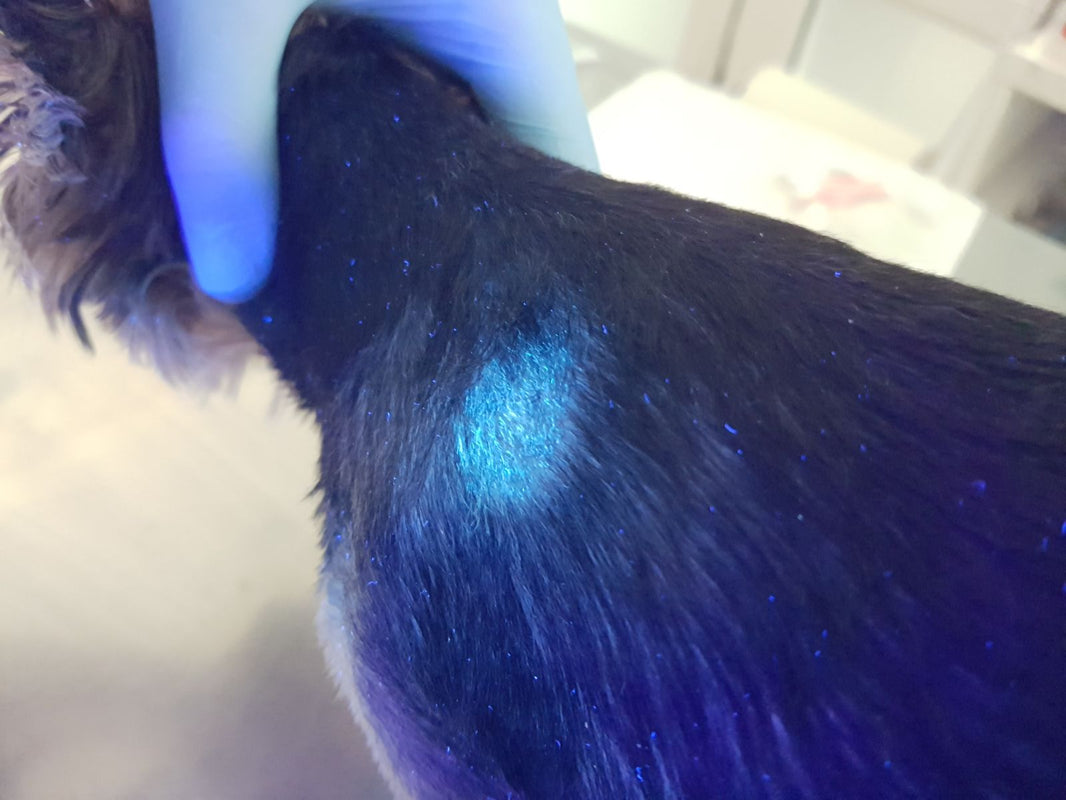 In-Depth Analysis of Ringworm: A Fungal Infection Frequently Misdiagnosed as "Allergies"