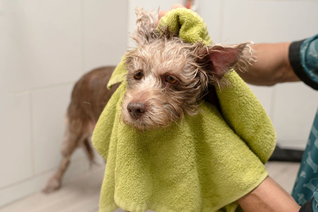 Stop "Air-Drying" Your Dog: Why This Well-Intentioned Habit is Harming Their Skin