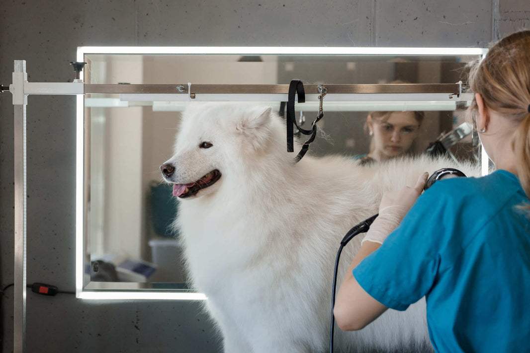 Does "High-Velocity" Equal "High-Heat"? Debunking the Safety Myths of High-Velocity Pet Dryers
