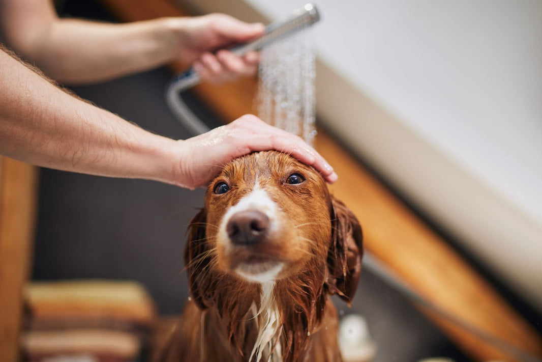 Water in Your Pet's Ears After a Bath? The Correct Steps for Safely Cleaning and Drying the Ear Canal