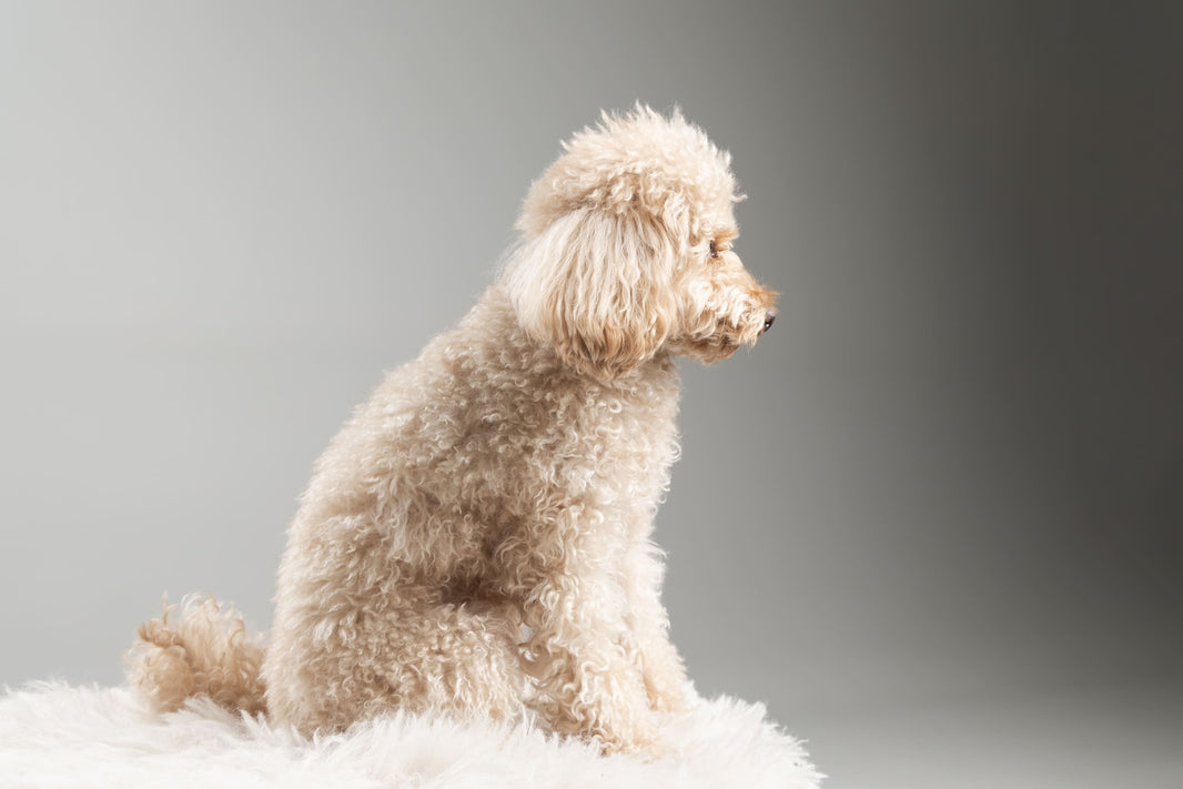 A Lifesaver for Long-Haired Dogs: How to Use a High-Velocity Dryer to Quickly Dry a Dense Undercoat