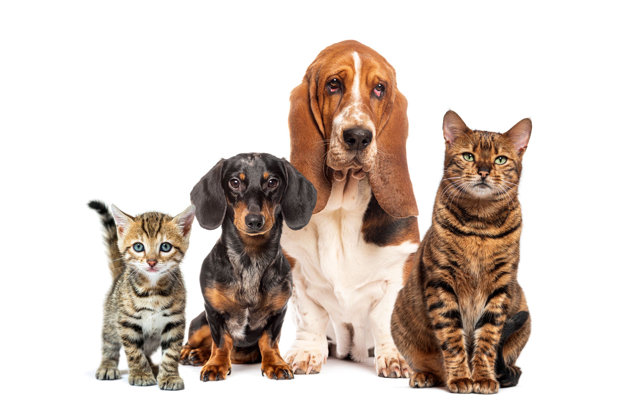 The "Second Pet" Has Arrived: How to Safely Introduce a New Cat or Dog to Your "Resident" Pet