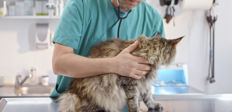 Puppy Pyoderma: Is It Acne or a Serious Infection? Everything an Owner Needs to Know