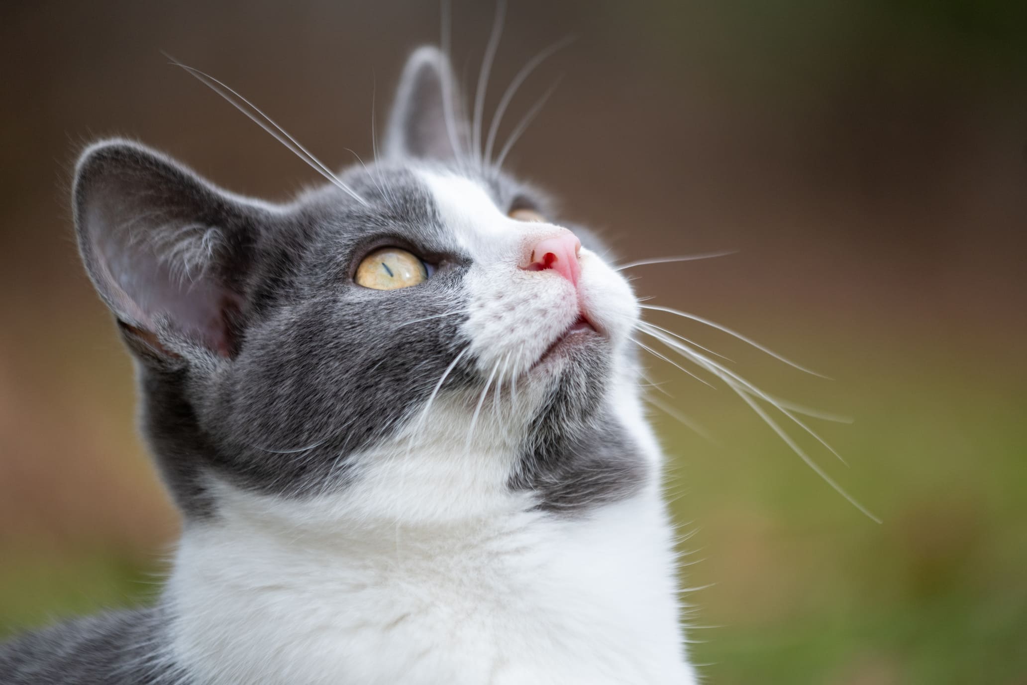 That Annoying Black Chin: The Causes and At-Home Care Protocol for Feline Acne (Folliculitis)