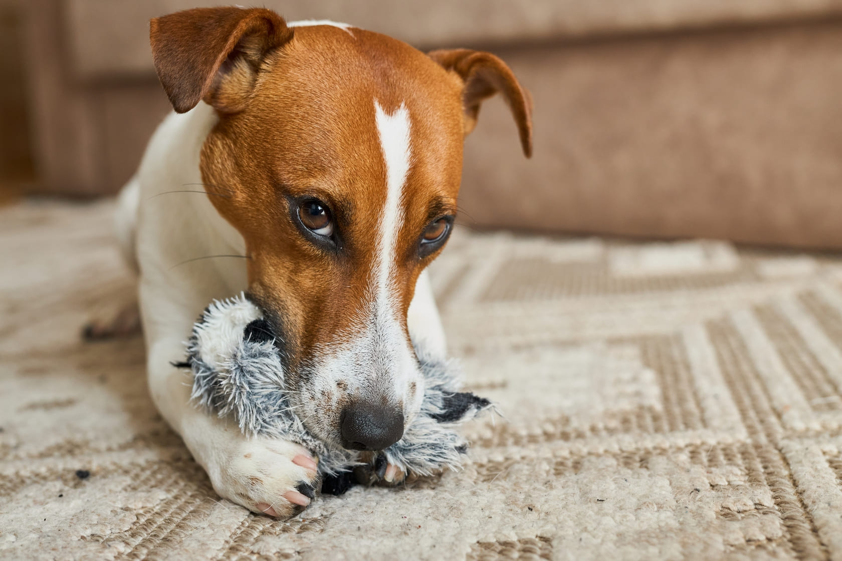 A Bald Tail and Darkening Skin? Beware of the Dermatological Signs of Canine Cushing's Disease and Hypothyroidism