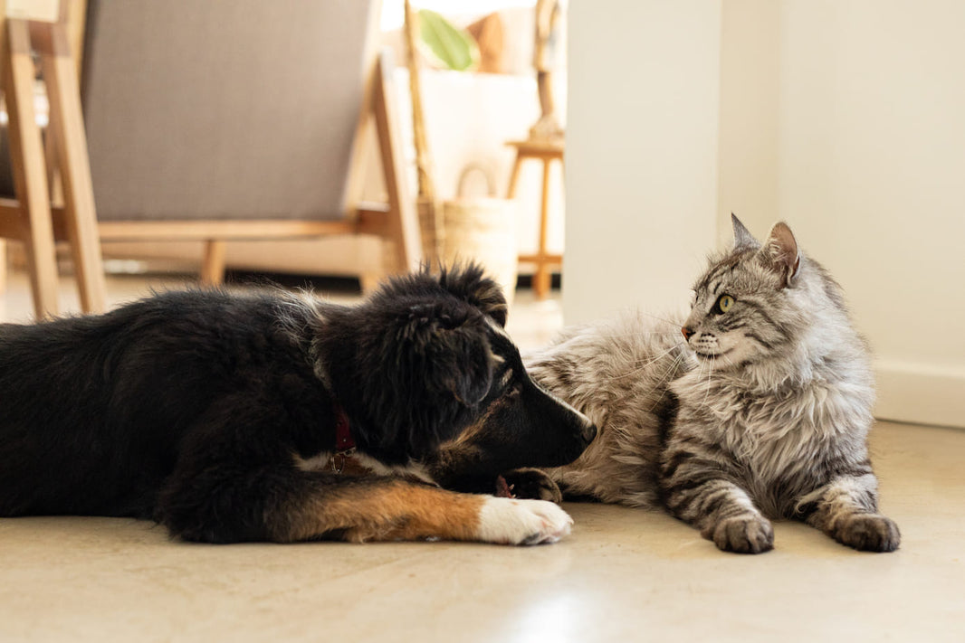 My Dog Has Flaky Skin and is Shedding Excessively. What Should I Do? (A Complete Guide from Nutrition to Grooming)