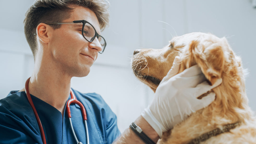 A Veterinarian's Financial Warning: Ignoring This Step Could Be Silently Doubling Your Treatment Costs