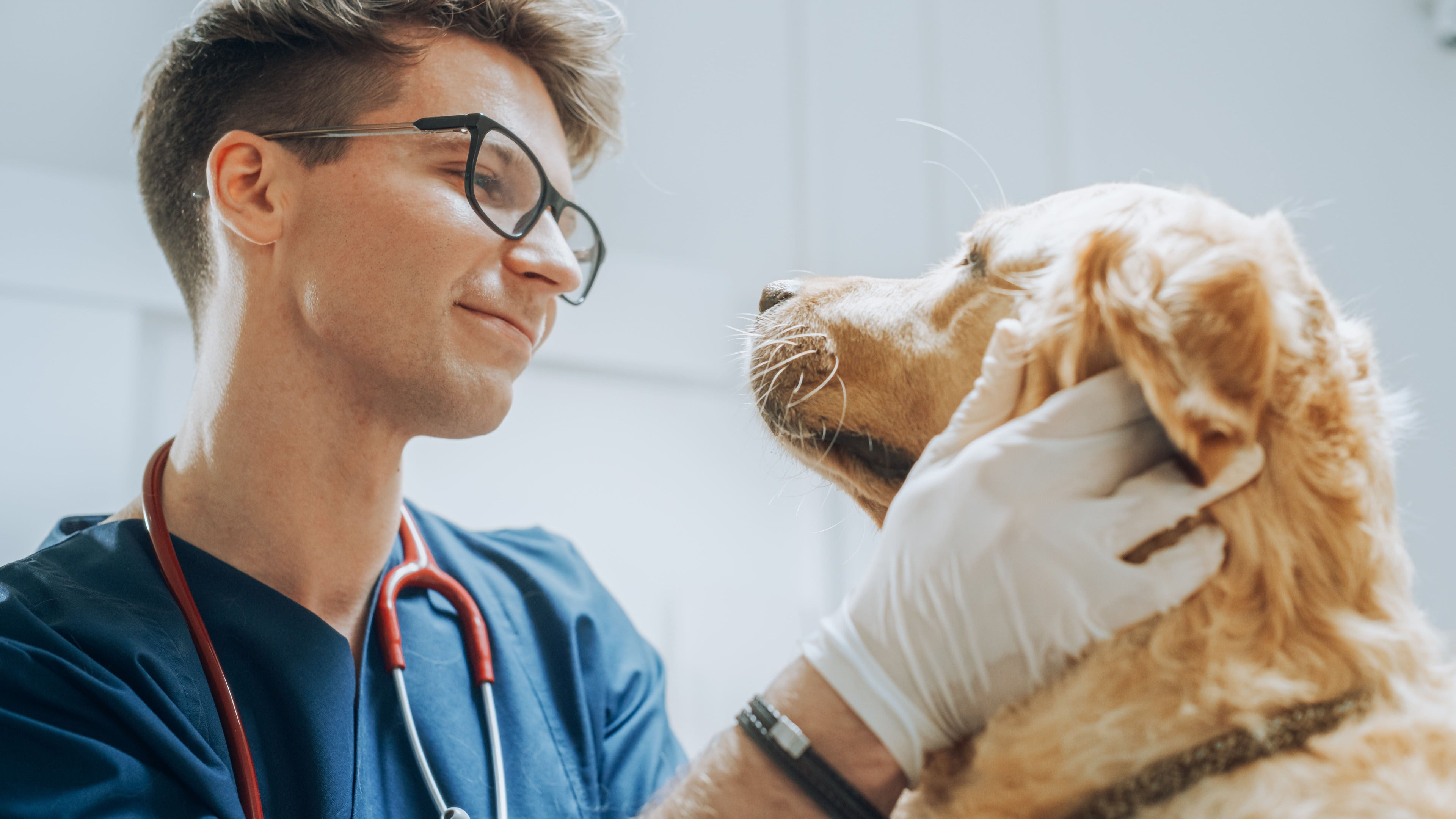 A Veterinarian's Financial Warning: Ignoring This Step Could Be Silently Doubling Your Treatment Costs