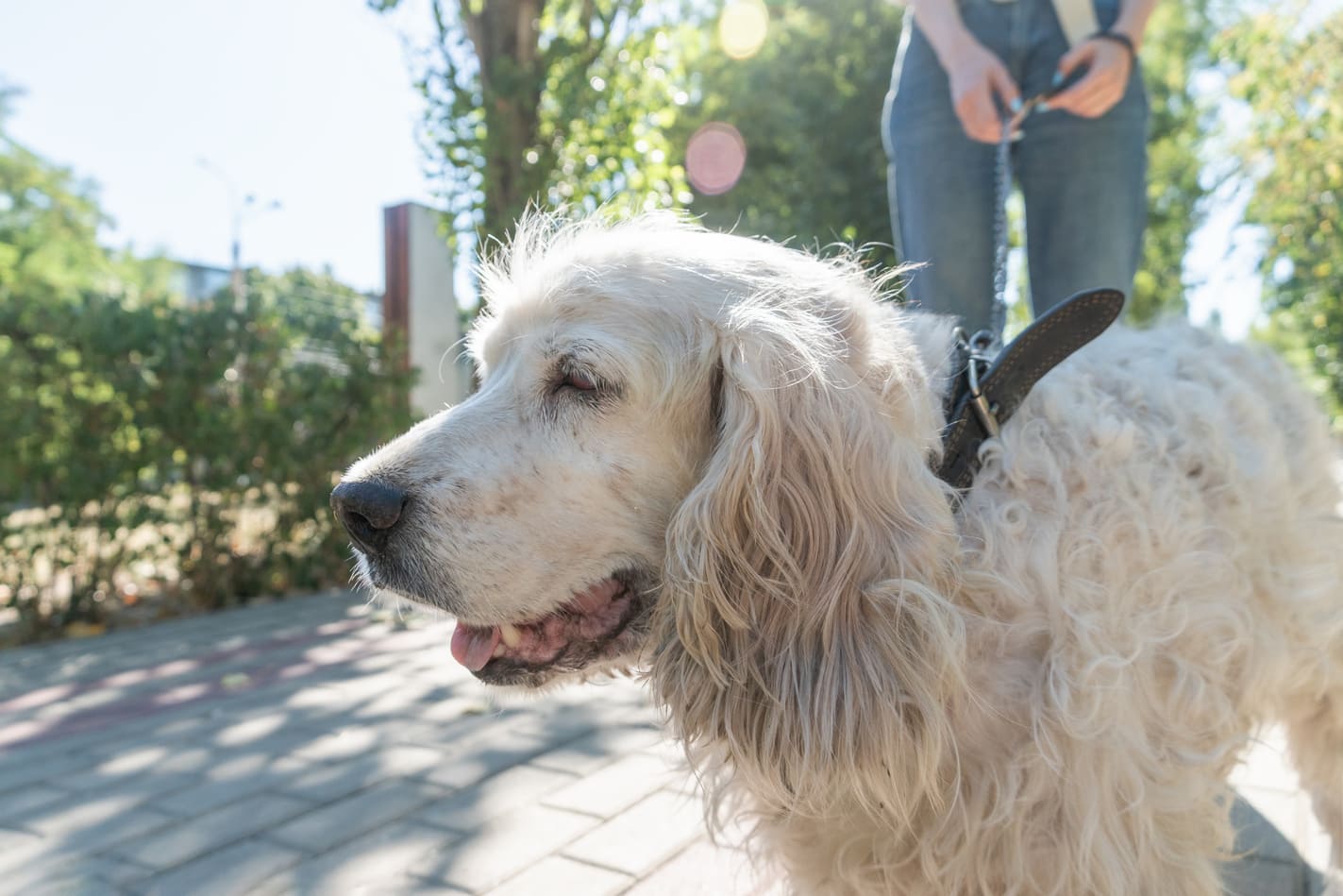 The Well-being of Senior Dogs in Their Golden Years: A Guide to Gentle, Effort-Saving, and Stress-Free Grooming