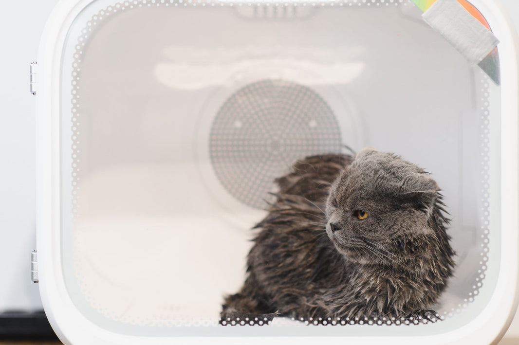 The Critical Role of Intelligent Temperature Control: The First Line of Defense Against Pet Skin Burns