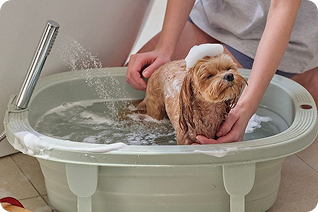 "Born With" Skin Troubles? An In-Depth Analysis of the Skin "Achilles' Heel" in Golden Retrievers, French Bulldogs, and Other Breeds (and the Ultimate Prevention Guide)