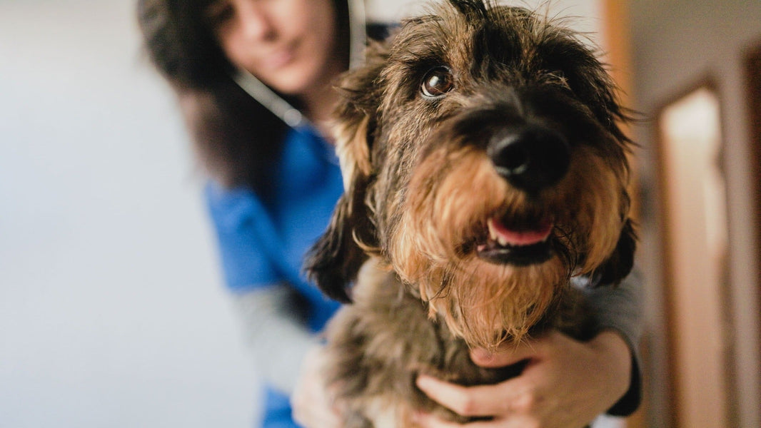 Literature Deep Dive: The Influence of Environmental Factors on Canine Atopic Dermatitis