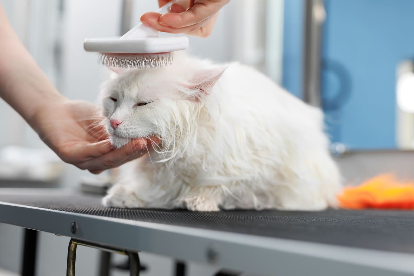 Free Your Hands: A True Guide for the "Two-Handed" Pet Owner's DIY Grooming