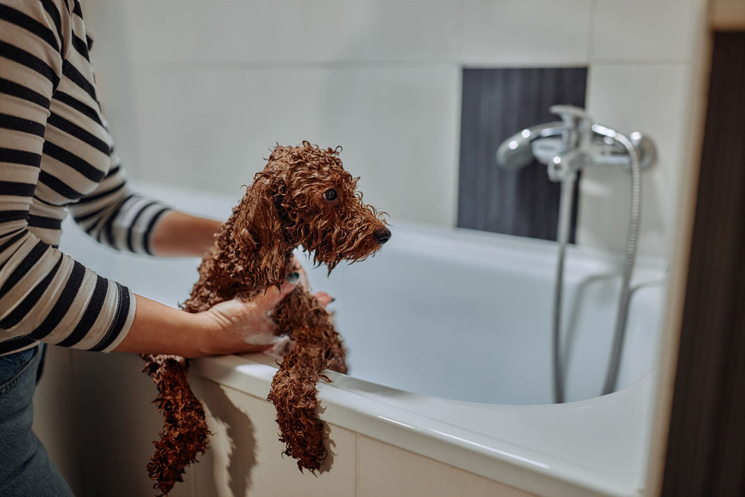 The "Damp Core Effect": Why Towel-Dried Dogs Are at the Highest Risk for Skin Diseases